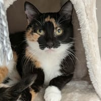 MARGARINE QCT, chatte à adopter