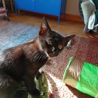 LANGOLEN QCT, chatte à adopter