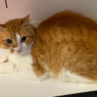 JUIS, chat à adopter
