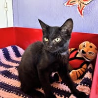 BUNTY, chat à adopter