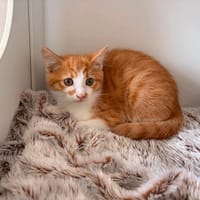 FRITURE QCT, chatte à adopter