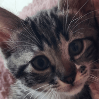 MONONOKE, chatte à adopter