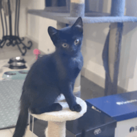 azul, chat à adopter
