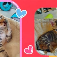 Bounty, chat à adopter