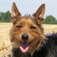 TIC, chien à adopter