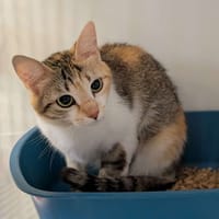 Isabella, chatte à adopter
