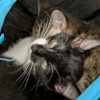 LARD QCT (j'ai trouvé ma famille), chat à adopter