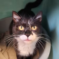 TAMBORA QCT, chatte à adopter