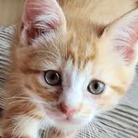 ASHITAKA, chat à adopter