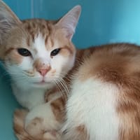 CLOUD, chat à adopter