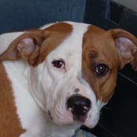 KINDY, chienne à adopter
