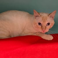 FABRICE, chat à adopter