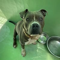 Rafal, chien à adopter