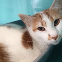 RIKKU, chatte à adopter