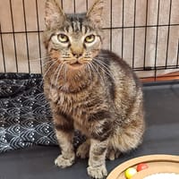 BOM'Z, chat à adopter