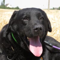 BANJO, chien à adopter