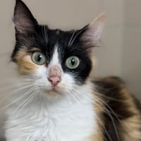 Myrtille CAB5850, chatte à adopter