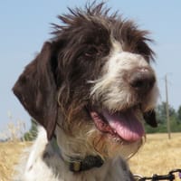 TAÏGA, chienne à adopter