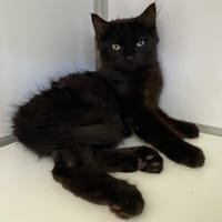 Sand (en cours d'adoption), chat à adopter