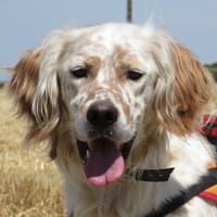 RIO, chien à adopter