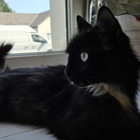 ZEPHYR C, chatte à adopter