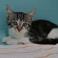 RELAX (en cours d'adoption), chatte à adopter