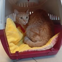 RIO, chat à adopter