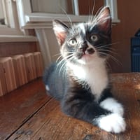 FOUESNANT QCT, chatte à adopter