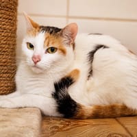 Dolly, chatte à adopter