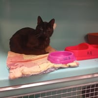 ERARO, chat à adopter