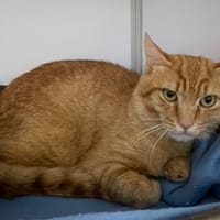 Ronchon, chat à adopter