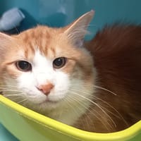 KIMAHRI, chat à adopter