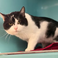Pifou CAB5671, chat à adopter