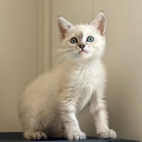 Bulle, chatte à adopter