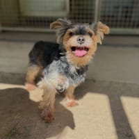 HAROLD, chien à adopter