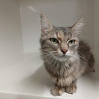 SIENNA, chatte à adopter