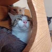 Pixel, chat à adopter