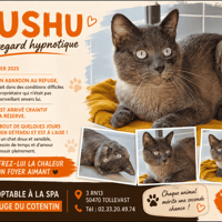 MUSHU (Réservé), chat à adopter