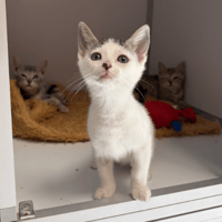 bretzel, chatte à adopter
