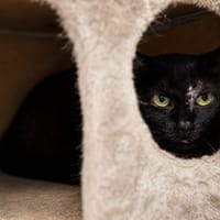 Zazou, chatte à adopter