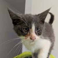 BRIE, chat à adopter