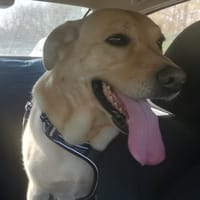 IGOR, chien à adopter