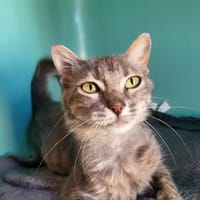GRISETTE, chatte à adopter