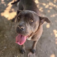 BAMBOO, chienne à adopter