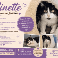 MINETTE, chatte à adopter