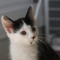 Velours, chat à adopter