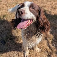 MUSCA, chien à adopter