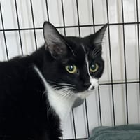 TSUNADE C, chatte à adopter