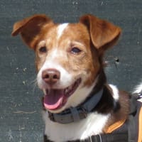 TAO, chien à adopter