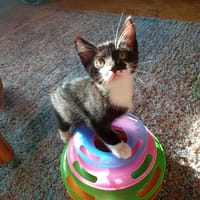 BRIEC QCT, chatte à adopter